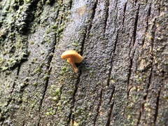 Gymnopilus eucalyptorum