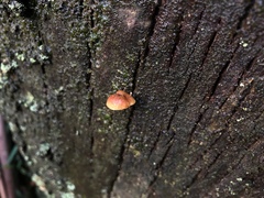 Gymnopilus eucalyptorum