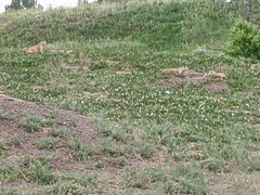 Cynomys ludovicianus