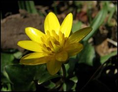 Ficaria verna