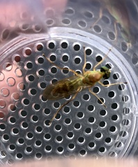 Ptecticus trivittatus