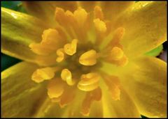Ficaria verna