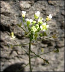 Capsella bursa-pastoris