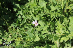 Papaver somniferum setigerum