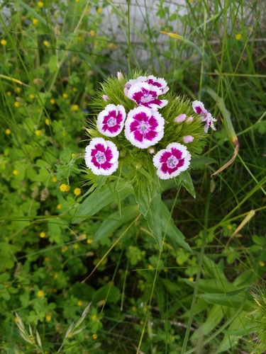 Dianthus barbatus