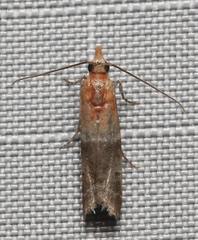 Moodna pallidostrinella