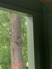 Melanerpes carolinus