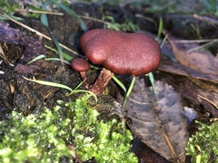 Tubaria rufofulva