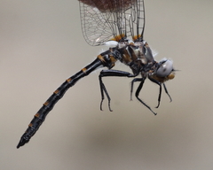 Williamsonia lintneri