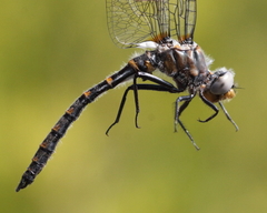 Williamsonia lintneri