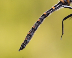 Williamsonia lintneri