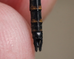 Williamsonia lintneri