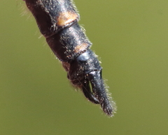 Williamsonia lintneri