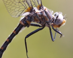 Williamsonia lintneri