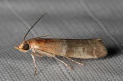 Moodna pallidostrinella