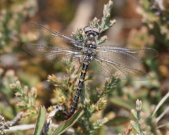 Williamsonia lintneri