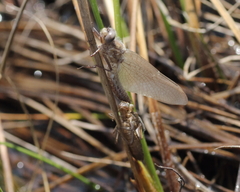 Williamsonia lintneri