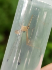 Hylobittacus apicalis