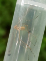 Hylobittacus apicalis