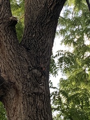 Melanerpes carolinus