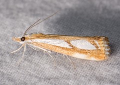 Catoptria latiradiellus