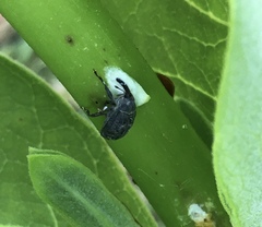 Rhyssomatus lineaticollis