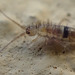 Entomobryomorpha - Photo (c) Damiano,  זכויות יוצרים חלקיות (CC BY-NC-ND), הועלה על ידי Damiano