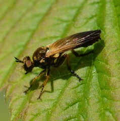 Eudioctria sackeni
