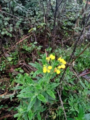 Calceolaria integrifolia