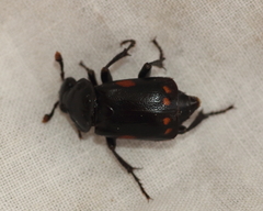 Nicrophorus pustulatus