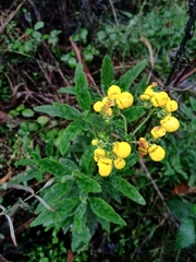 Calceolaria integrifolia