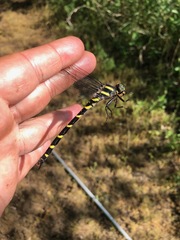 Cordulegaster erronea