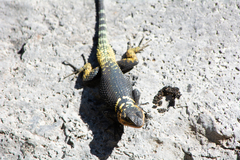 Sceloporus oberon