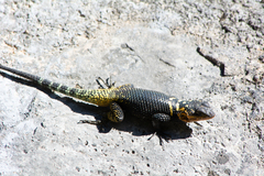 Sceloporus oberon