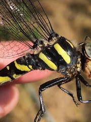 Cordulegaster erronea