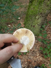 Russula hixsonii