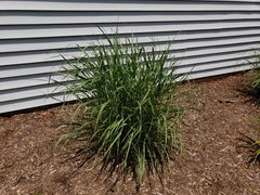 Calamagrostis × acutiflora