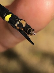 Cordulegaster erronea