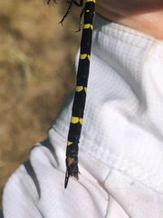 Cordulegaster erronea