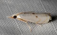 Microcrambus biguttellus