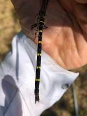 Cordulegaster erronea