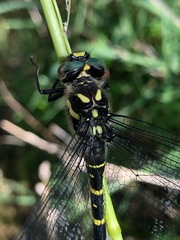 Cordulegaster erronea