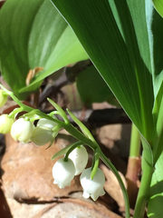 Convallaria pseudomajalis