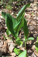 Convallaria pseudomajalis