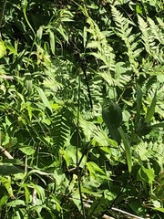 Cordulegaster erronea