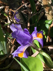 Iris verna