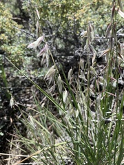 Melica stricta