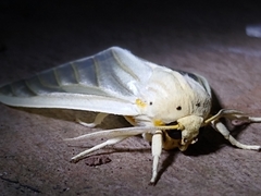 Munona