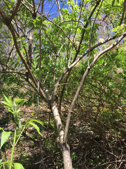 Sambucus racemosa racemosa