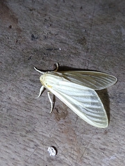 Munona